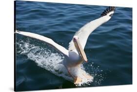 Great White Pelican Landing on Ocean (Pelecanus Onocrotalus)-Reinhard Dirscherl-Stretched Canvas
