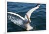 Great White Pelican Landing on Ocean (Pelecanus Onocrotalus)-Reinhard Dirscherl-Framed Photographic Print