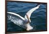 Great White Pelican Landing on Ocean (Pelecanus Onocrotalus)-Reinhard Dirscherl-Framed Photographic Print