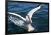 Great White Pelican Landing on Ocean (Pelecanus Onocrotalus)-Reinhard Dirscherl-Framed Photographic Print