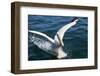 Great White Pelican Landing on Ocean (Pelecanus Onocrotalus)-Reinhard Dirscherl-Framed Photographic Print