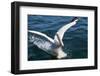 Great White Pelican Landing on Ocean (Pelecanus Onocrotalus)-Reinhard Dirscherl-Framed Photographic Print