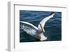 Great White Pelican Landing on Ocean (Pelecanus Onocrotalus)-Reinhard Dirscherl-Framed Photographic Print