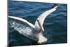 Great White Pelican Landing on Ocean (Pelecanus Onocrotalus)-Reinhard Dirscherl-Mounted Photographic Print