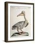 Great White Pelican (Onocrotalus Pelecanus)-null-Framed Giclee Print