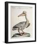 Great White Pelican (Onocrotalus Pelecanus)-null-Framed Giclee Print