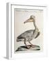 Great White Pelican (Onocrotalus Pelecanus)-null-Framed Giclee Print