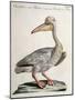 Great White Pelican (Onocrotalus Pelecanus)-null-Mounted Giclee Print