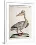 Great White Pelican (Onocrotalus Pelecanus)-null-Framed Giclee Print