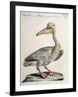 Great White Pelican (Onocrotalus Pelecanus)-null-Framed Giclee Print