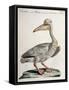 Great White Pelican (Onocrotalus Pelecanus)-null-Framed Stretched Canvas