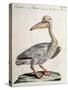 Great White Pelican (Onocrotalus Pelecanus)-null-Stretched Canvas