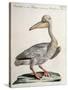 Great White Pelican (Onocrotalus Pelecanus)-null-Stretched Canvas