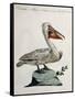 Great White Pelican or American Pelican (Onocrotalus Americanus)-null-Framed Stretched Canvas