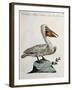 Great White Pelican or American Pelican (Onocrotalus Americanus)-null-Framed Giclee Print
