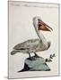 Great White Pelican or American Pelican (Onocrotalus Americanus)-null-Mounted Giclee Print