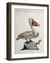 Great White Pelican or American Pelican (Onocrotalus Americanus)-null-Framed Giclee Print