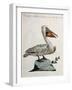 Great White Pelican or American Pelican (Onocrotalus Americanus)-null-Framed Giclee Print