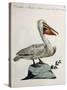 Great White Pelican or American Pelican (Onocrotalus Americanus)-null-Stretched Canvas