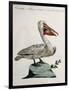 Great White Pelican or American Pelican (Onocrotalus Americanus)-null-Framed Giclee Print