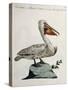 Great White Pelican or American Pelican (Onocrotalus Americanus)-null-Stretched Canvas