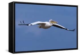 Great White Pelican (Pelecanus Onocrotalus) in Flight-Ann and Steve Toon-Framed Stretched Canvas