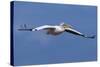 Great White Pelican (Pelecanus Onocrotalus) in Flight-Ann and Steve Toon-Stretched Canvas