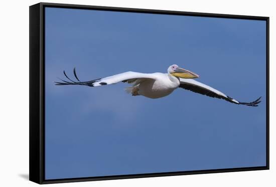 Great White Pelican (Pelecanus Onocrotalus) in Flight-Ann and Steve Toon-Framed Stretched Canvas