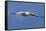 Great White Pelican (Pelecanus Onocrotalus) in Flight-Ann and Steve Toon-Framed Stretched Canvas