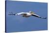 Great White Pelican (Pelecanus Onocrotalus) in Flight-Ann and Steve Toon-Stretched Canvas