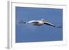 Great White Pelican (Pelecanus Onocrotalus) in Flight-Ann and Steve Toon-Framed Photographic Print