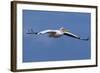 Great White Pelican (Pelecanus Onocrotalus) in Flight-Ann and Steve Toon-Framed Photographic Print