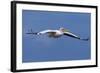 Great White Pelican (Pelecanus Onocrotalus) in Flight-Ann and Steve Toon-Framed Photographic Print