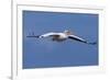 Great White Pelican (Pelecanus Onocrotalus) in Flight-Ann and Steve Toon-Framed Photographic Print