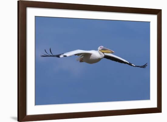 Great White Pelican (Pelecanus Onocrotalus) in Flight-Ann and Steve Toon-Framed Photographic Print