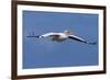 Great White Pelican (Pelecanus Onocrotalus) in Flight-Ann and Steve Toon-Framed Photographic Print