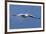 Great White Pelican (Pelecanus Onocrotalus) in Flight-Ann and Steve Toon-Framed Photographic Print