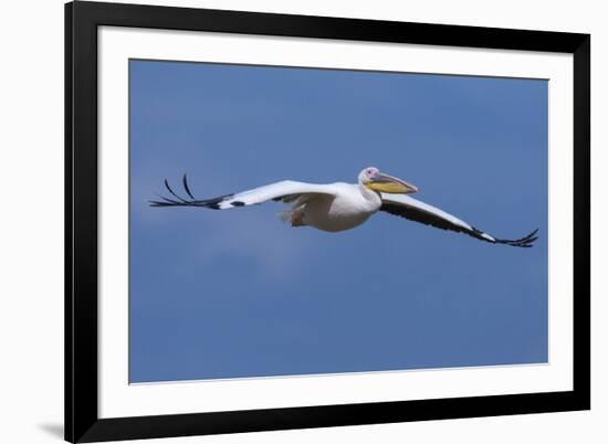 Great White Pelican (Pelecanus Onocrotalus) in Flight-Ann and Steve Toon-Framed Photographic Print