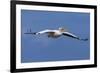 Great White Pelican (Pelecanus Onocrotalus) in Flight-Ann and Steve Toon-Framed Photographic Print
