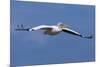 Great White Pelican (Pelecanus Onocrotalus) in Flight-Ann and Steve Toon-Mounted Photographic Print