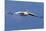 Great White Pelican (Pelecanus Onocrotalus) in Flight-Ann and Steve Toon-Mounted Photographic Print