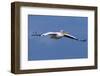 Great White Pelican (Pelecanus Onocrotalus) in Flight-Ann and Steve Toon-Framed Photographic Print