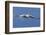 Great White Pelican (Pelecanus Onocrotalus) in Flight-Ann and Steve Toon-Framed Photographic Print
