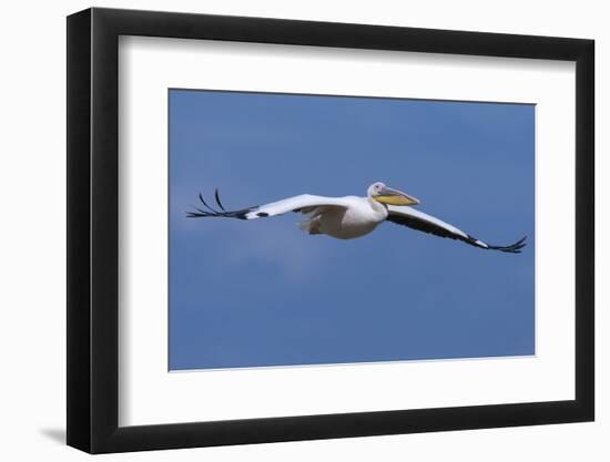 Great White Pelican (Pelecanus Onocrotalus) in Flight-Ann and Steve Toon-Framed Photographic Print