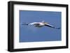 Great White Pelican (Pelecanus Onocrotalus) in Flight-Ann and Steve Toon-Framed Photographic Print