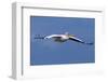 Great White Pelican (Pelecanus Onocrotalus) in Flight-Ann and Steve Toon-Framed Photographic Print