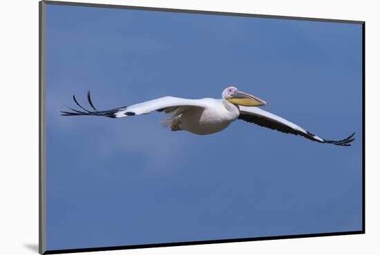 Great White Pelican (Pelecanus Onocrotalus) in Flight-Ann and Steve Toon-Mounted Photographic Print