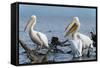 Great White Pelican (Pelecanus Onocrotalus), Lake Naivasha, Kenya, East Africa, Africa-Sergio Pitamitz-Framed Stretched Canvas