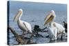 Great White Pelican (Pelecanus Onocrotalus), Lake Naivasha, Kenya, East Africa, Africa-Sergio Pitamitz-Stretched Canvas