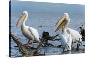 Great White Pelican (Pelecanus Onocrotalus), Lake Naivasha, Kenya, East Africa, Africa-Sergio Pitamitz-Stretched Canvas